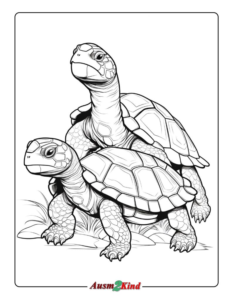 Ausmalbilder Schildkröte. 24 einzigartige Malvorlagen Tiere - Neu